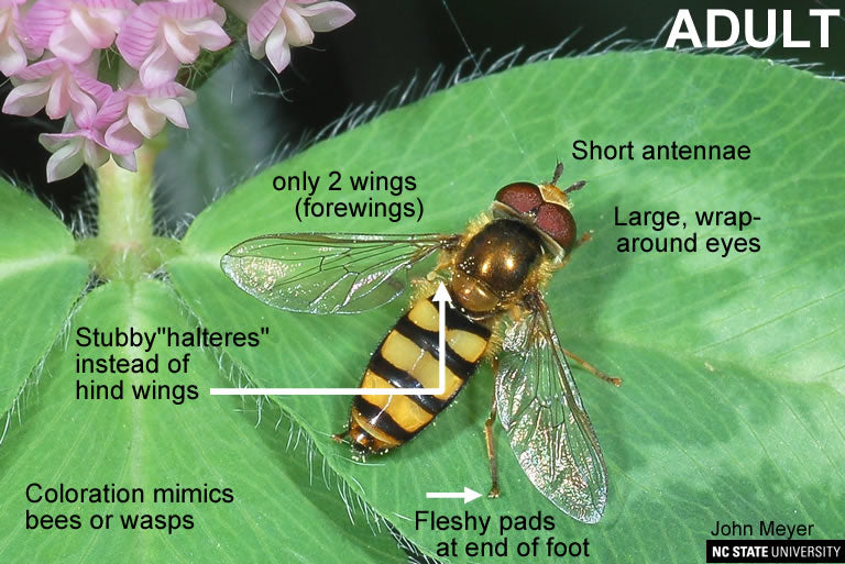 Bug of the Week: The Hoverfly