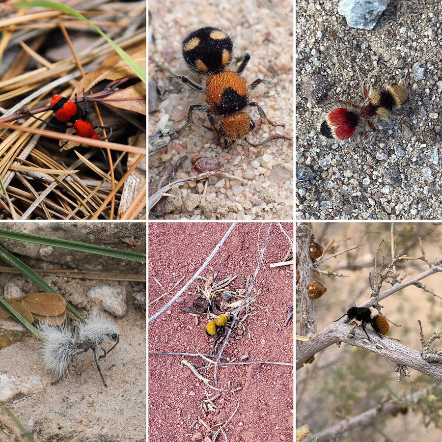 Bug of the Week: The Velvet Ant aka The “Cow Killer”