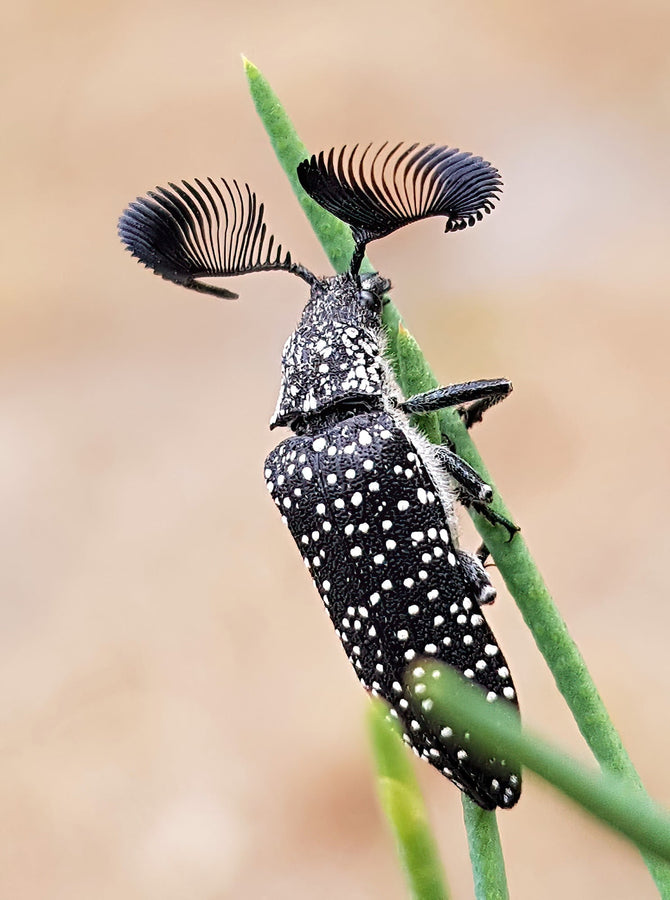 Bug of the Week: The Feather-Horned Beetle