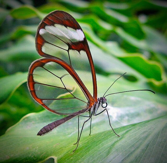 Bug of the Week: The Glasswing Butterfly