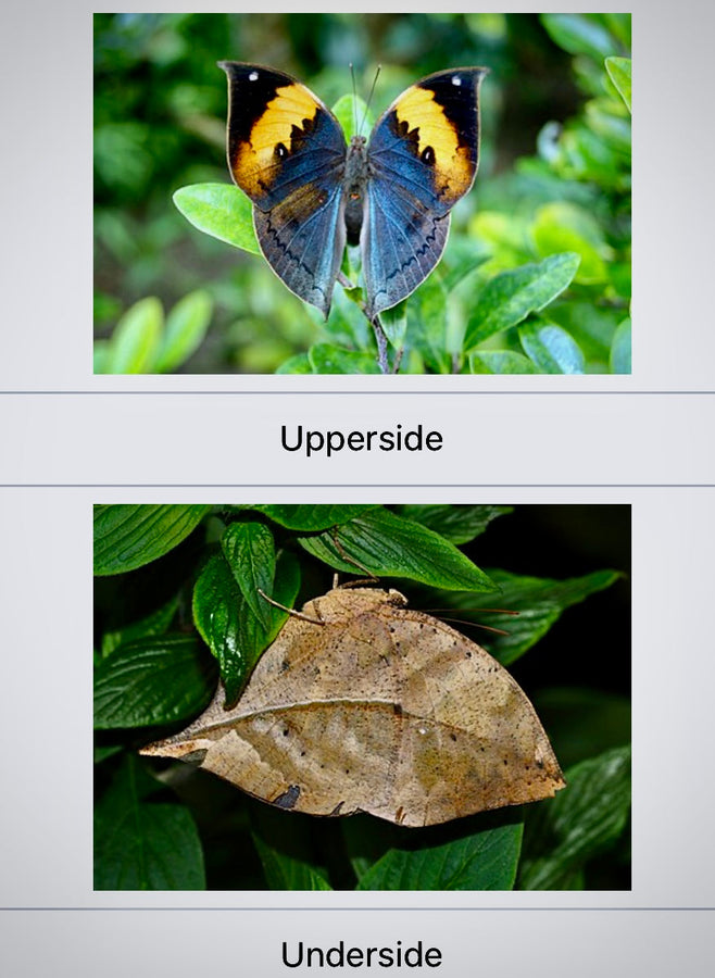Bug of the Week: The Dead Leaf Butterfly