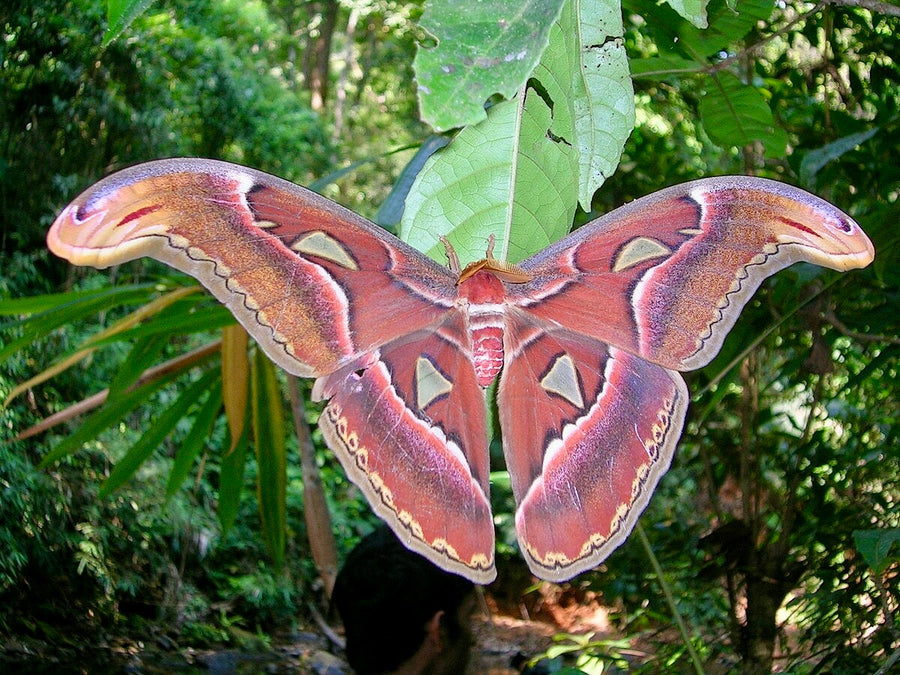 Bug of the Week: The Atlas Moth