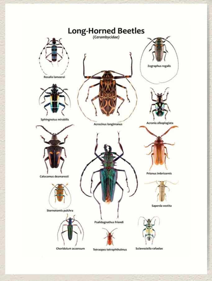 Bug of the Week: The Longhorned Beetle, Antennae Extraordinaire