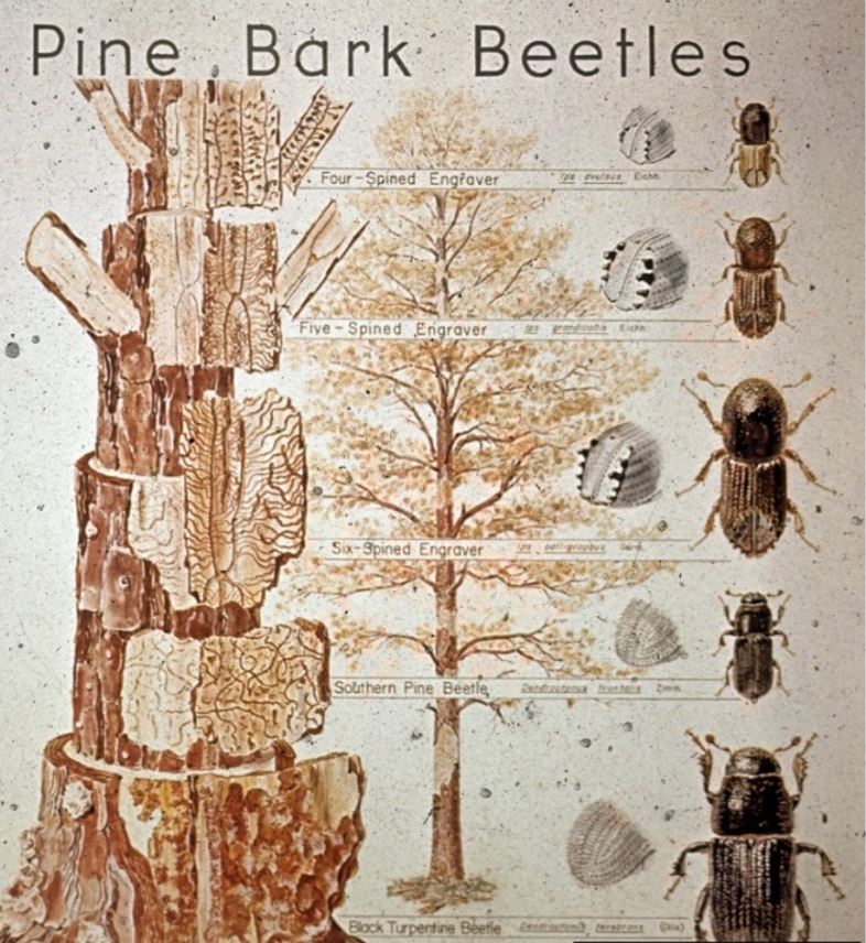 Bug of the Week: The Bark Beetle-The Tiny, Terrifying Tree Terminator