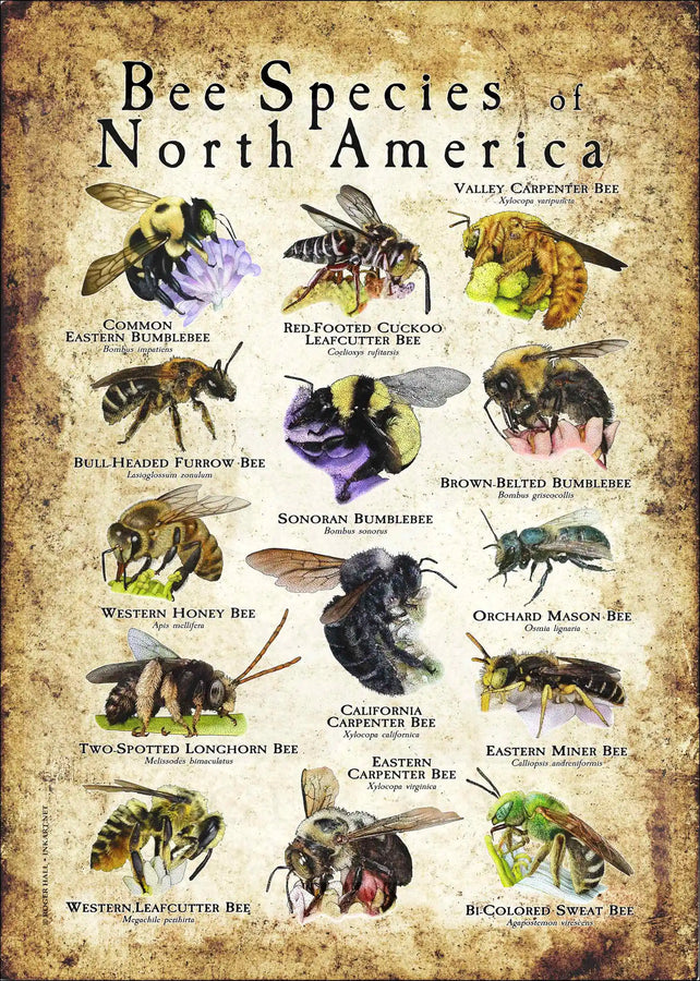Fun Facts About Bees