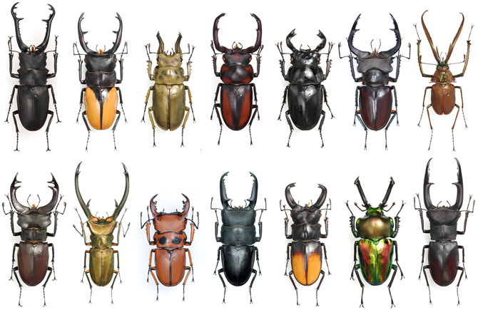 Discovering the World of Stag Beetles