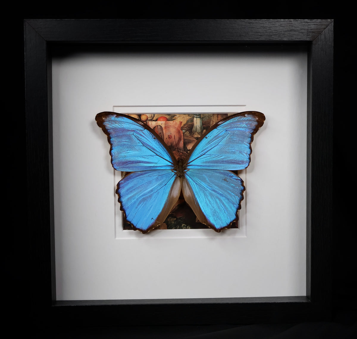 Morpho godarti – MyMy Butterfly