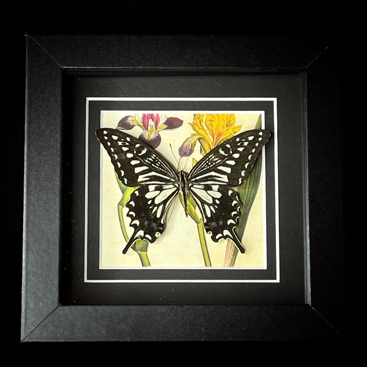 Asian Swallowtail – MyMy Butterfly