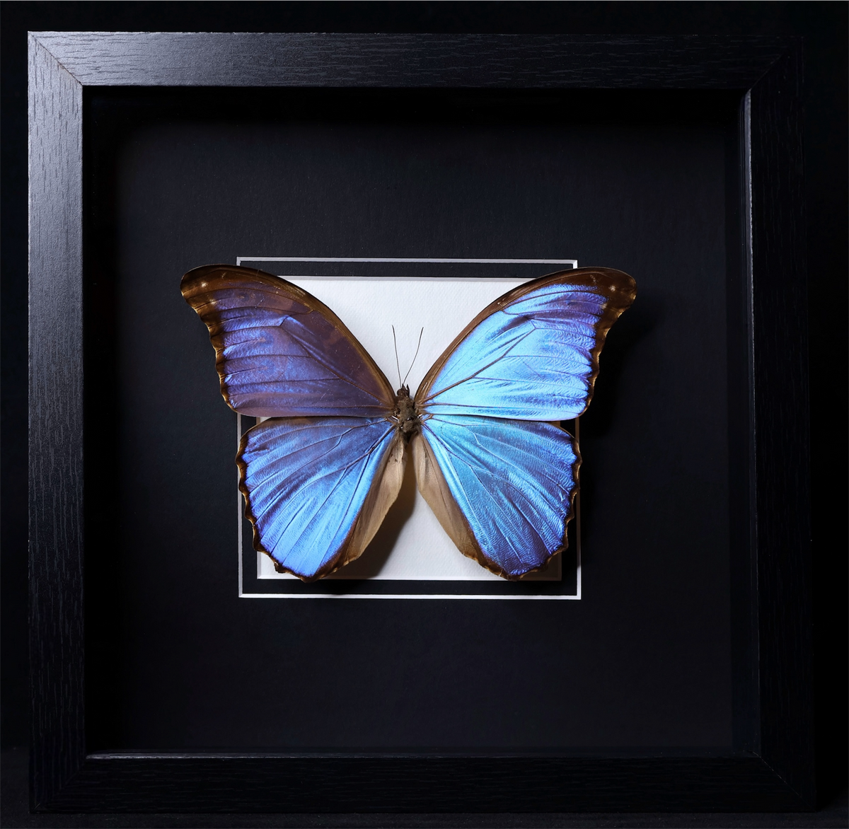 Morpho godarti – MyMy Butterfly