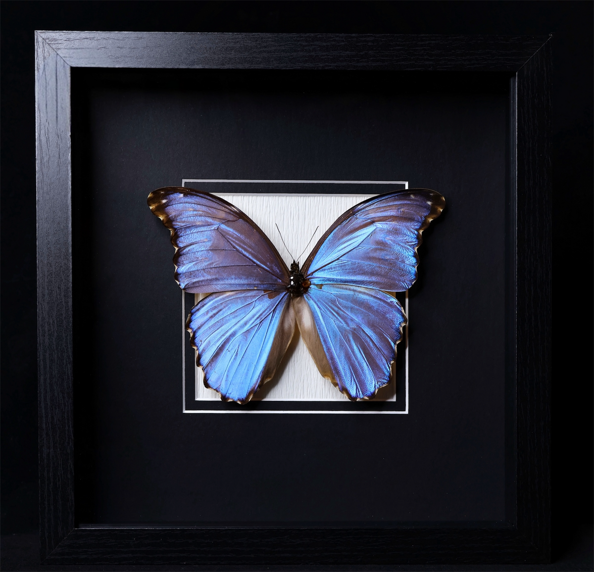 Borivia Morpho godarti godarti 126mm