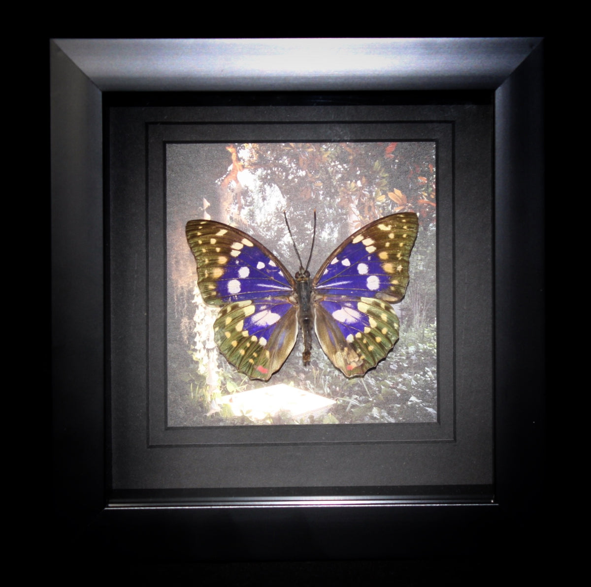Great Purple Emperor – MyMy Butterfly