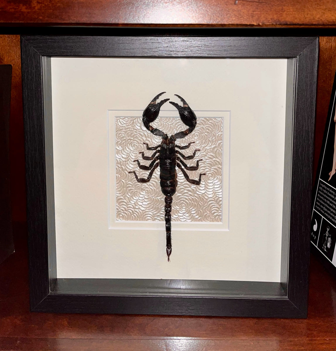 Giant Forest Scorpion – MyMy Butterfly