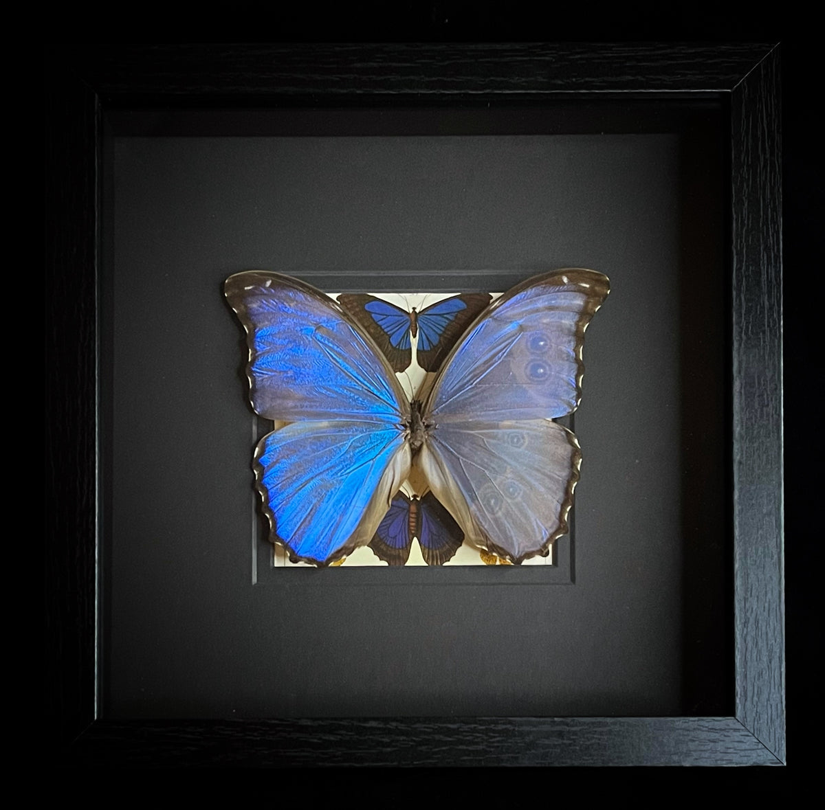 Morpho godarti – MyMy Butterfly