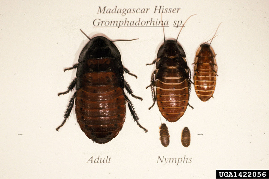 Wingless Wonders, the Madagascar Hissing Cockroach