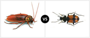 What is the difference between a cockroach and a beetle?