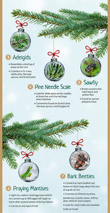 Bug of the Week-Christmas Tree Bugs!