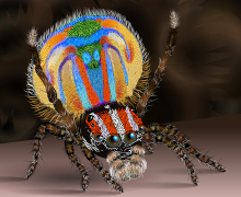 Bug of the Week: The Peacock Spider—Tiny Dancer with the Big Show