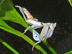 Bug of the Week: The Orchid Mantis