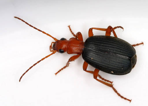 Bug of the Week: The Bombardier Beetle