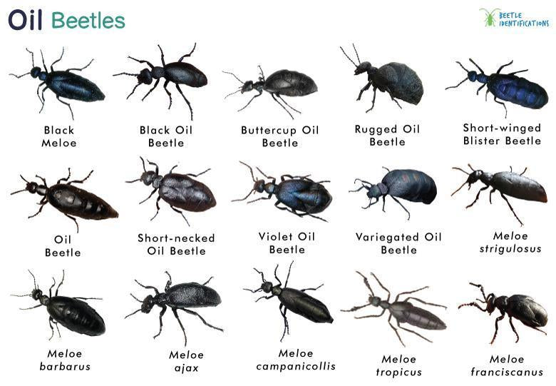 Bug of the Week: The Oil Beetle—Master of Toxic Trickery