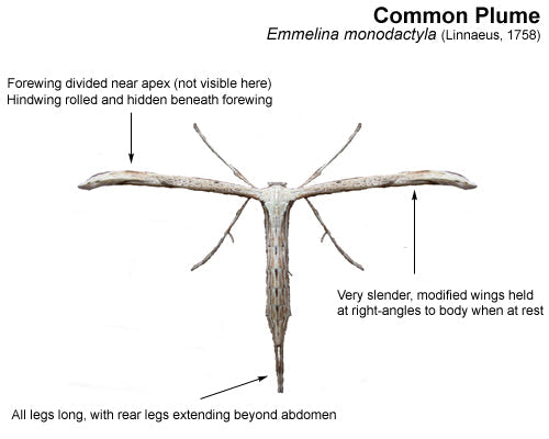 Bug of the Week: The Plume Moth