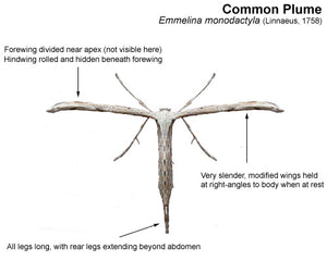 Bug of the Week: The Plume Moth