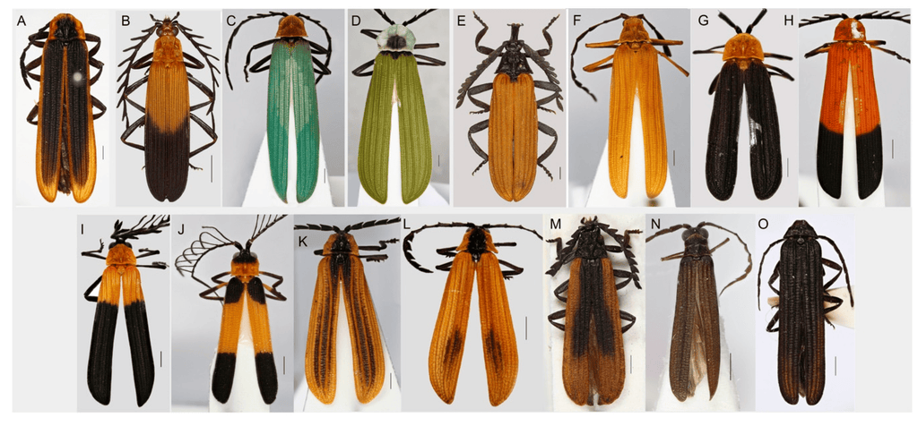Bug of the Week: The Net-Winged Beetle
