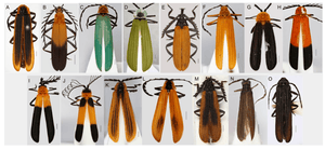 Bug of the Week: The Net-Winged Beetle