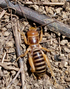 Bug of the Week: The Jerusalem Cricket