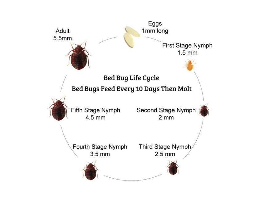 Bug of the Week: The Bed Bug