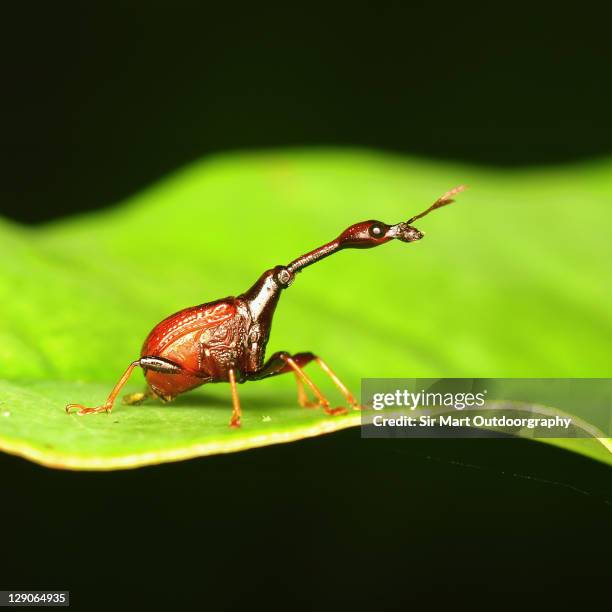 Bug of the Week: The Giraffe Weevil-Nature’s Long Necked Marvel