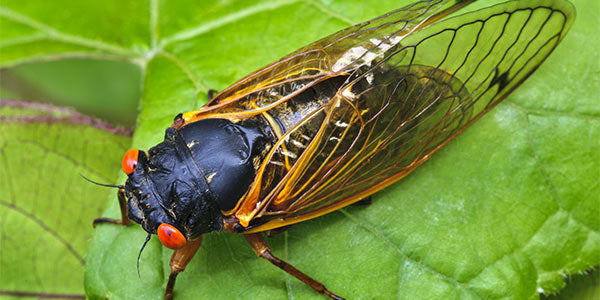 Bug of the Week: Cicadas-The Summer Screamer with a Secret Life