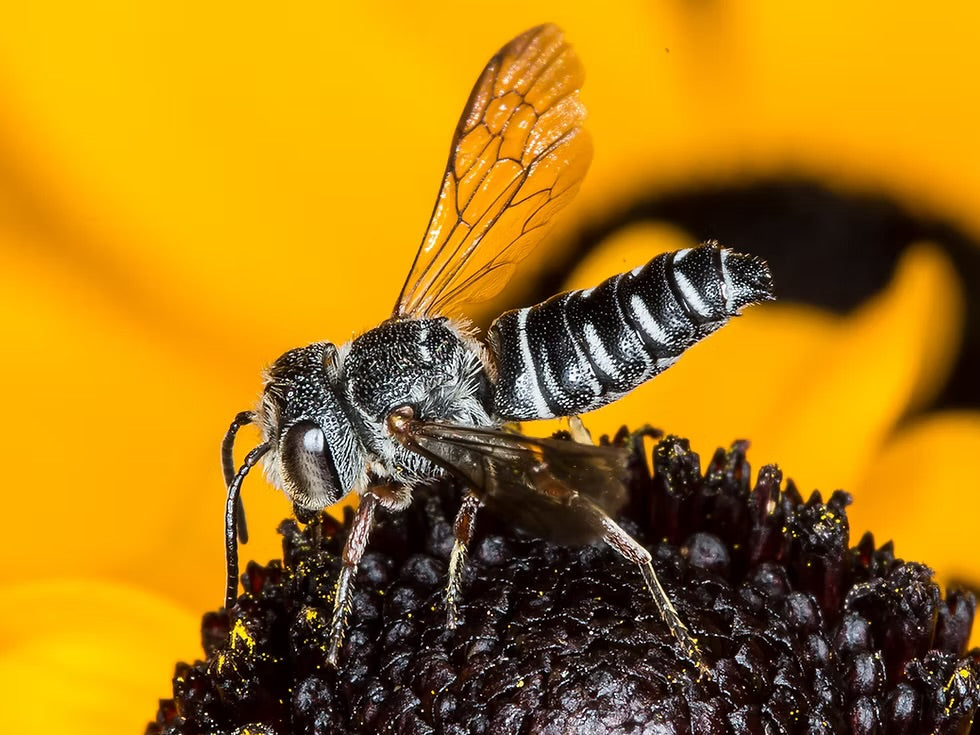 Bug of the Week: The Cuckoo Bee…Pollinator Impostor!!