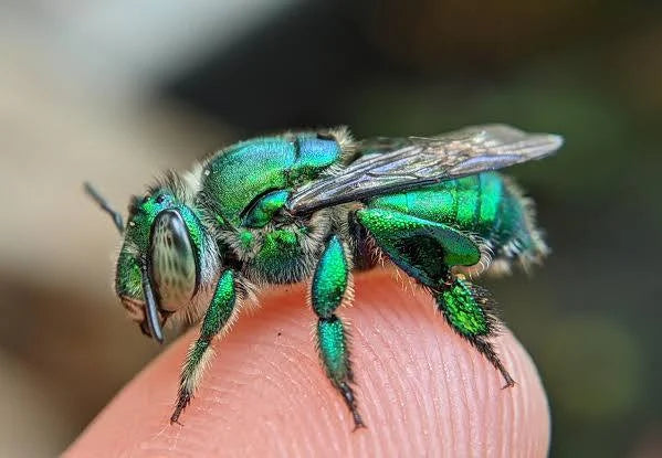 Bug of the Week: The Orchid Bee-Scent Collector of the Rainforest