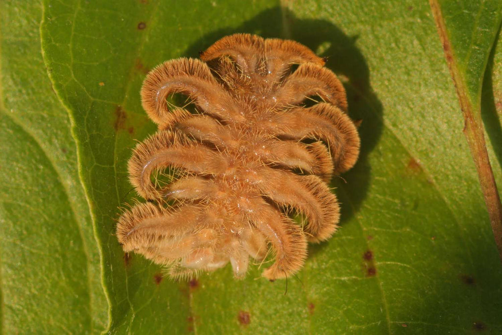 Bug of the Week: The Monkey Slug
