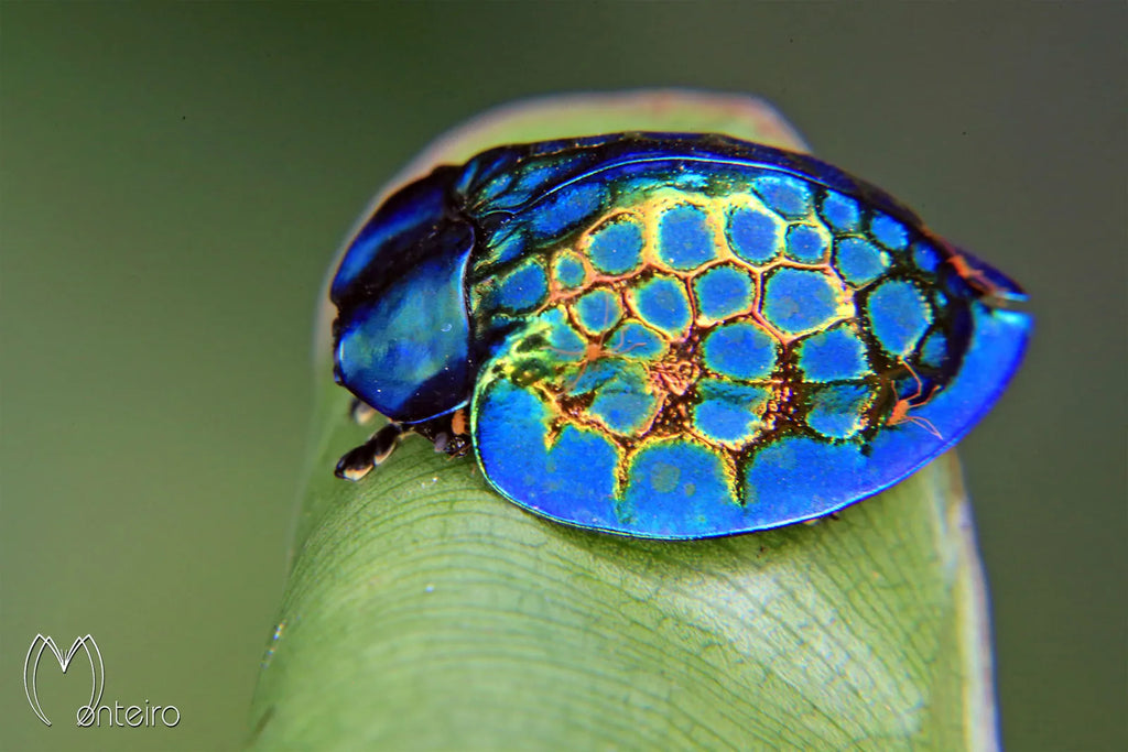 Bug of the Week: The Tortoise Beetle
