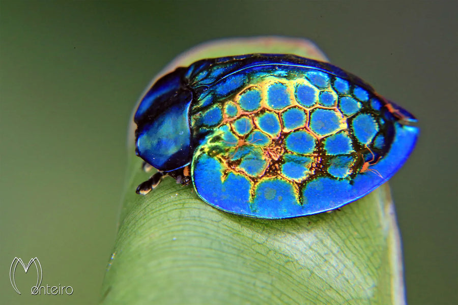 Bug of the Week: The Tortoise Beetle