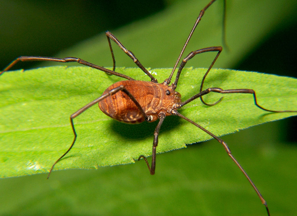 Bug of the Week: The Four-Eyed Harvestman