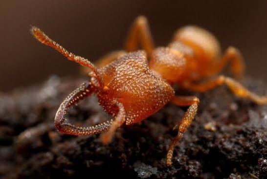 Bug of the Week: The Dracula Ant – MyMy Butterfly
