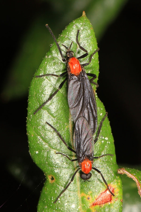 Bug of the Week: The Lovebug – MyMy Butterfly