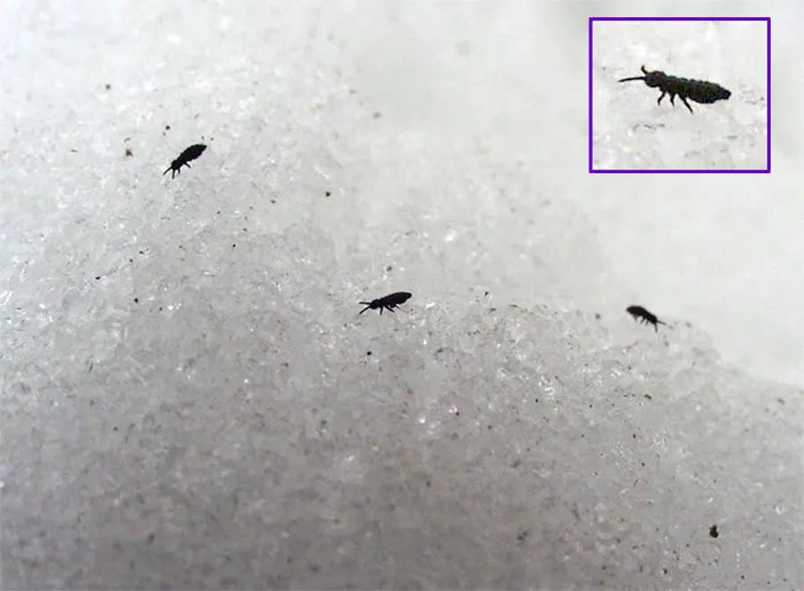 Bug of the Week: The Snow Flea-The Bug That Jumps on Snow – MyMy Butterfly