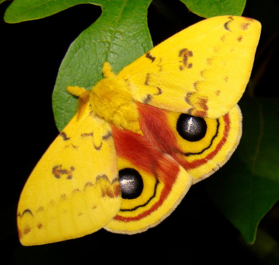 Bug of the Week: The Io Moth – MyMy Butterfly