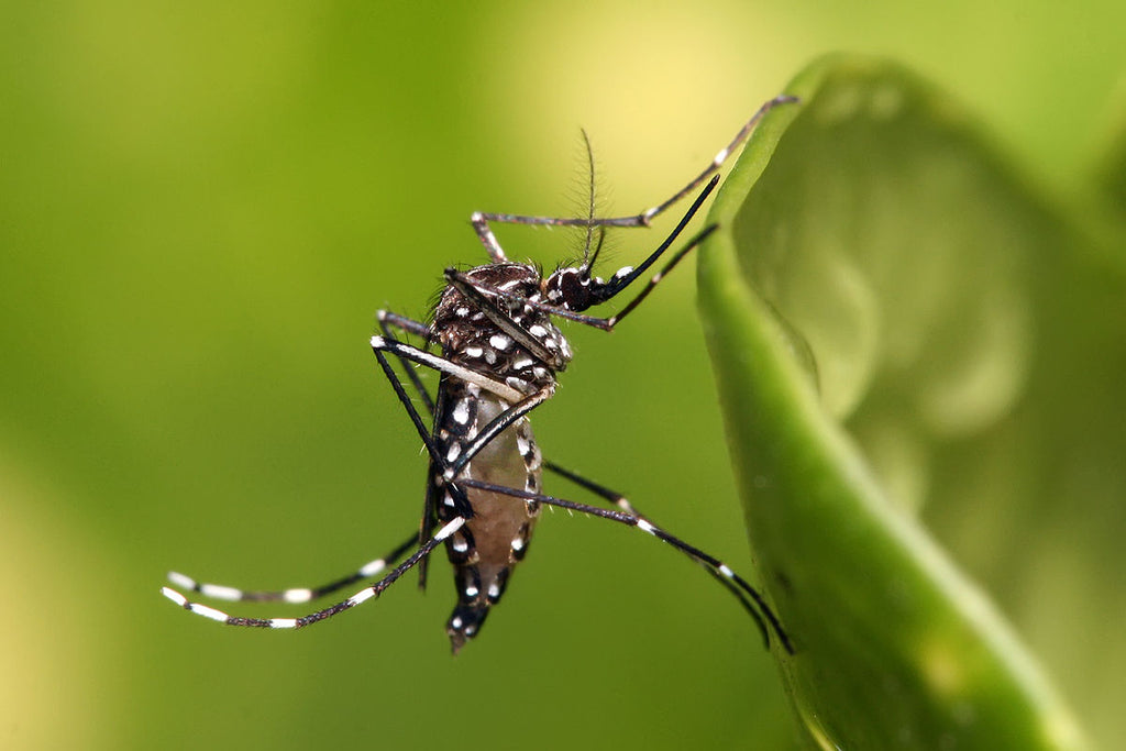 The Unexpected Importance of Mosquitoes