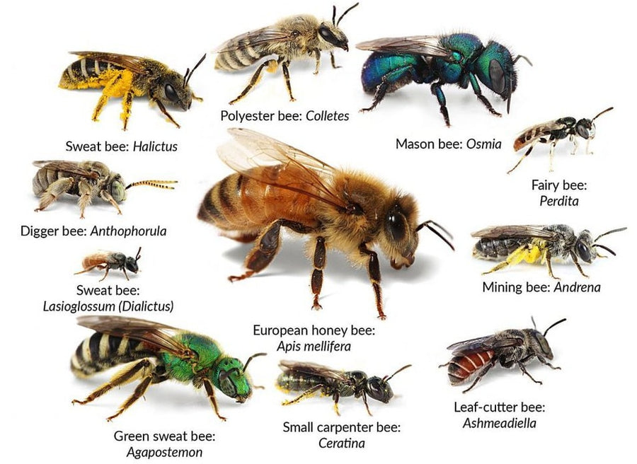 Bee Facts Part 3