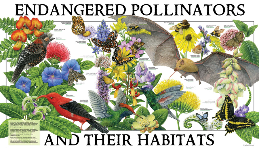 Top 10 Coolest Pollinators