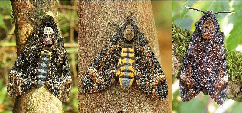 Death's Head Hawkmoths