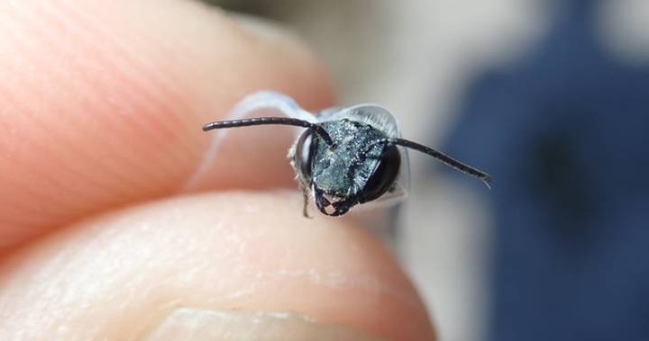 Elusive Blue Bees Found In Florida