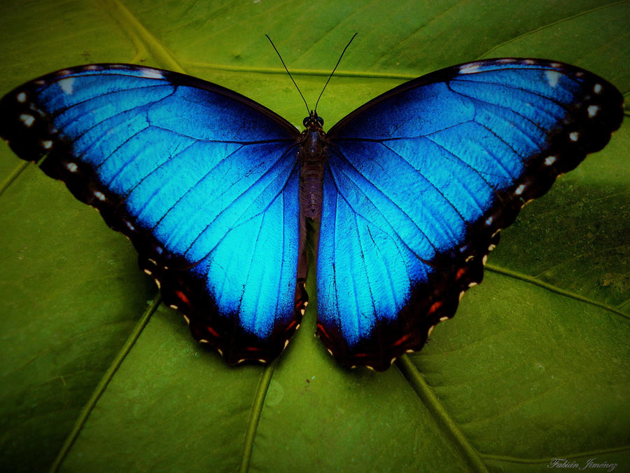 Some Facts About Blue Morpho Butterflies