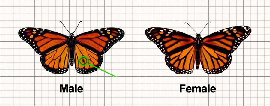 How To Tell The Difference Between Male & Female Monarch Butterflies