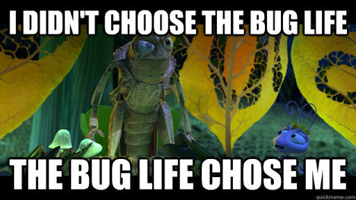 Funny Insect Memes & Gifs-feel free to add your own